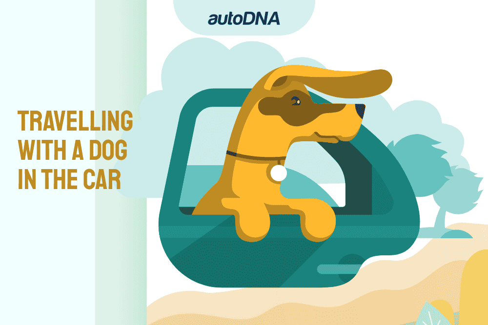 How to travel with a dog and other pets? How to travel with a dog